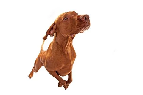 Jumping dog Stock Photos