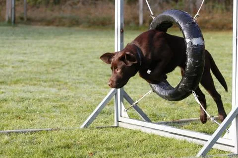 Jumping dog Stockfoto's
