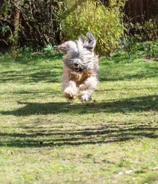 Jumping Dog Stock Photos