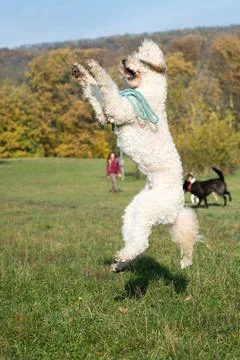 Jumping Dog Stock Photos