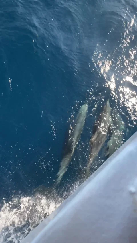 Jumping Dolphin in the Aegean Sea, Greece Stock Footage 313237231