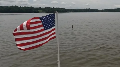 Jumping Dolphin In The Hudson River 動画素材 313017979