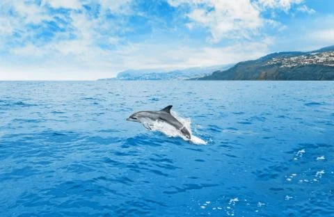 Jumping dolphin Foto stock