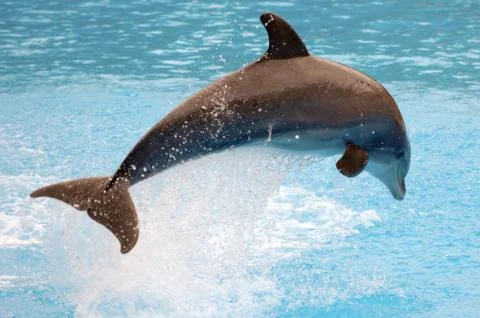 Jumping dolphin Stock Photos