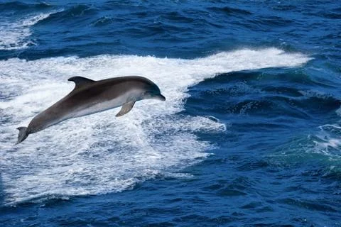 Jumping dolphin Fotos Stock