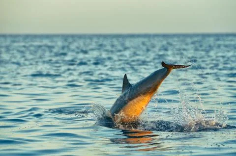 Jumping dolphin. Foto stock