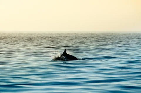 Jumping dolphin. Stock Photos