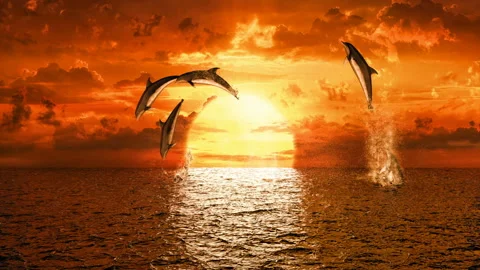Jumping dolphins against the backdrop of a beautiful sunset Stock Footage 158840917