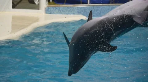 Jumping dolphins Stock Footage 64632558