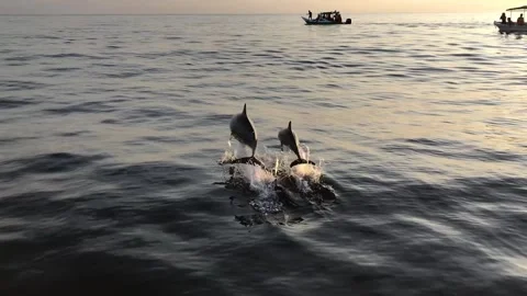 JUMPING DOLPHINS Stock Footage 276476210