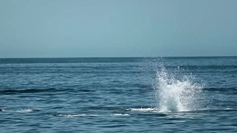Jumping dolphins Stock Footage 314206695