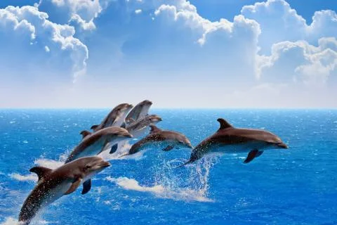 Jumping dolphins Фото