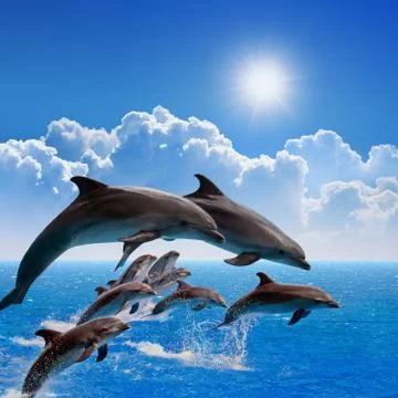 Jumping dolphins Stock Photos