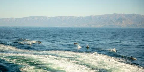 Jumping Dolphins In Ship Wake Foto stock