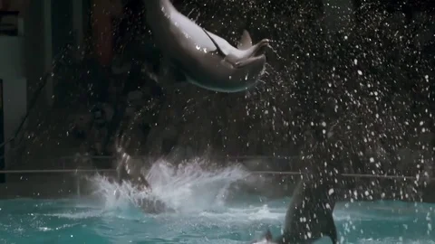 Jumping dolphins in slow motion Stock Footage 78023352