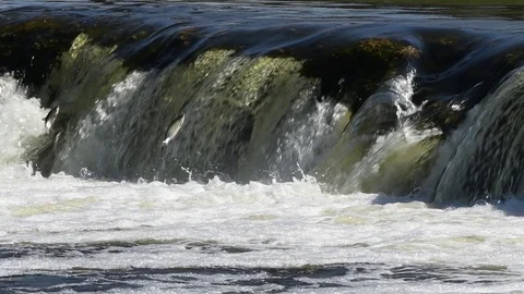 Jumping of fish in slow motion. Stock Footage 106574722