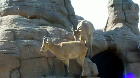 Jumping 스톡 동영상 510499