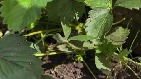 Jumping frog in the grass. Frog in the garden. Stock Footage 331835397