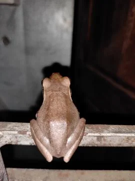 Jumping frog 스톡 사진