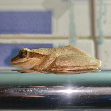 Jumping frog 스톡 사진