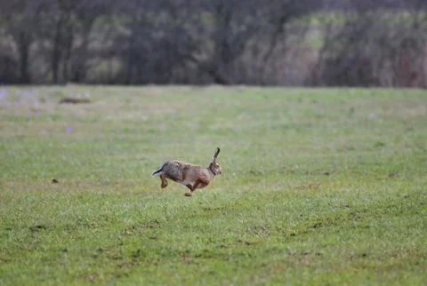 Jumping hare Foto stock