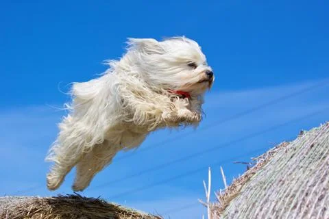 Jumping Havanese Stock Photos
