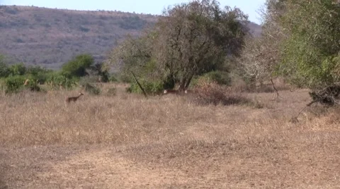 Jumping Impalas Stock Footage 2138752