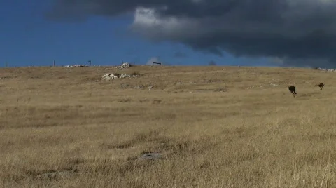 Jumping kangaroos Stock Footage 781598