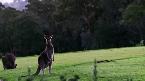 Jumping Kangaroos 動画素材 12166325
