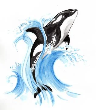 Jumping killer whale Illustrazione stock