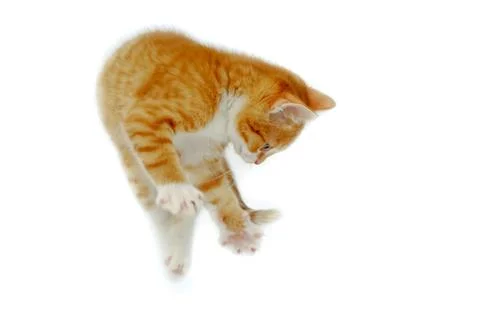Jumping kitten Stock Photos