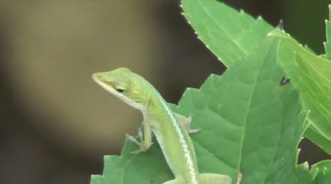 Jumping Lizard Stockbeeldmateriaal 26448642