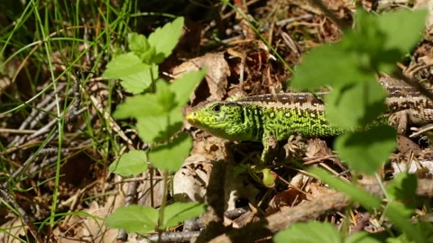 Jumping lizard in the forest Video stock 145364218