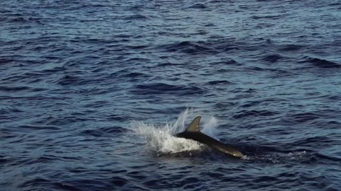 Jumping Long-beaked Dolphin in Slow Motion Stock Footage 332767308