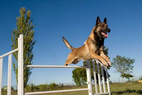 Jumping malinois Stock Photos