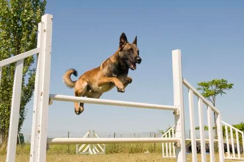Jumping malinois Stock Photos