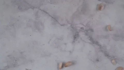 Jumping onion1 Stock Footage 169667395