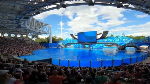 Jumping Orca Stock Footage 162871414