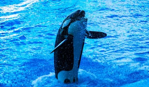 A jumping orca in the water Stock Photos