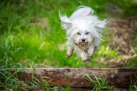Jumping over a tree trunk Foto stock