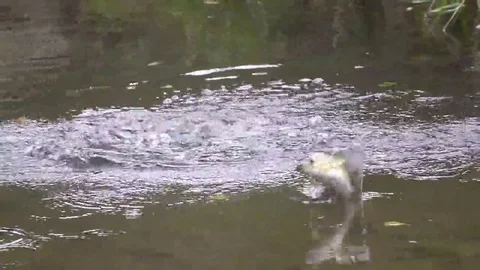 Jumping over water fish grayling in slow motion Stock Footage 69257050