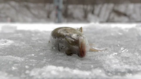 Jumping pike on the ice Stock Footage 45238529