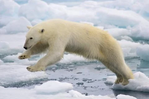 Jumping polar bear. Stock Photos