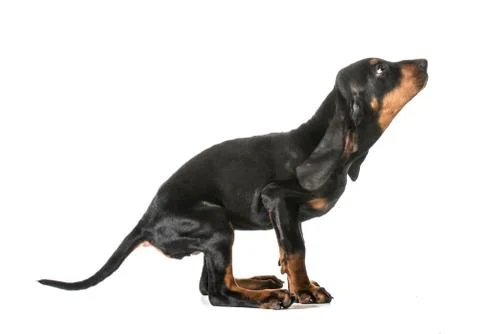 Jumping puppy Stock Photos