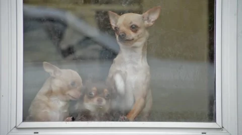 Jumping Pups Stock Footage 40954451