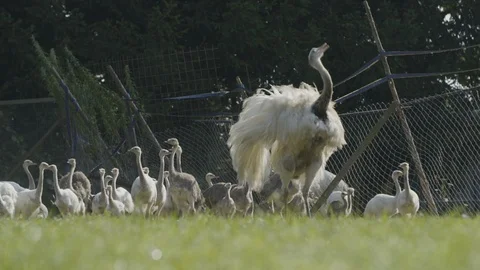 Jumping rhea bird 動画素材 95979507