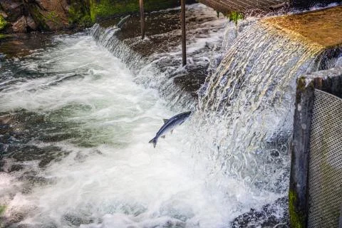 Jumping Salmon Stock Photos