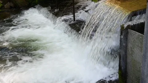 Jumping Salmon Video 1A Stock Footage 115075264