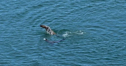 Jumping Sea Lions Stock Footage 92288635