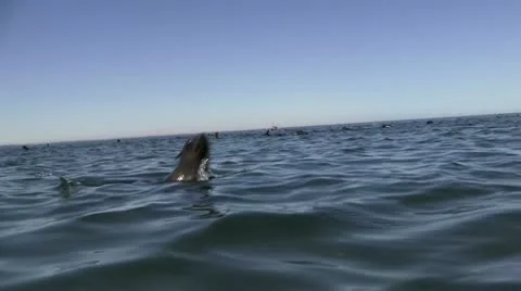 Jumping seals Stock-Footage 11974365